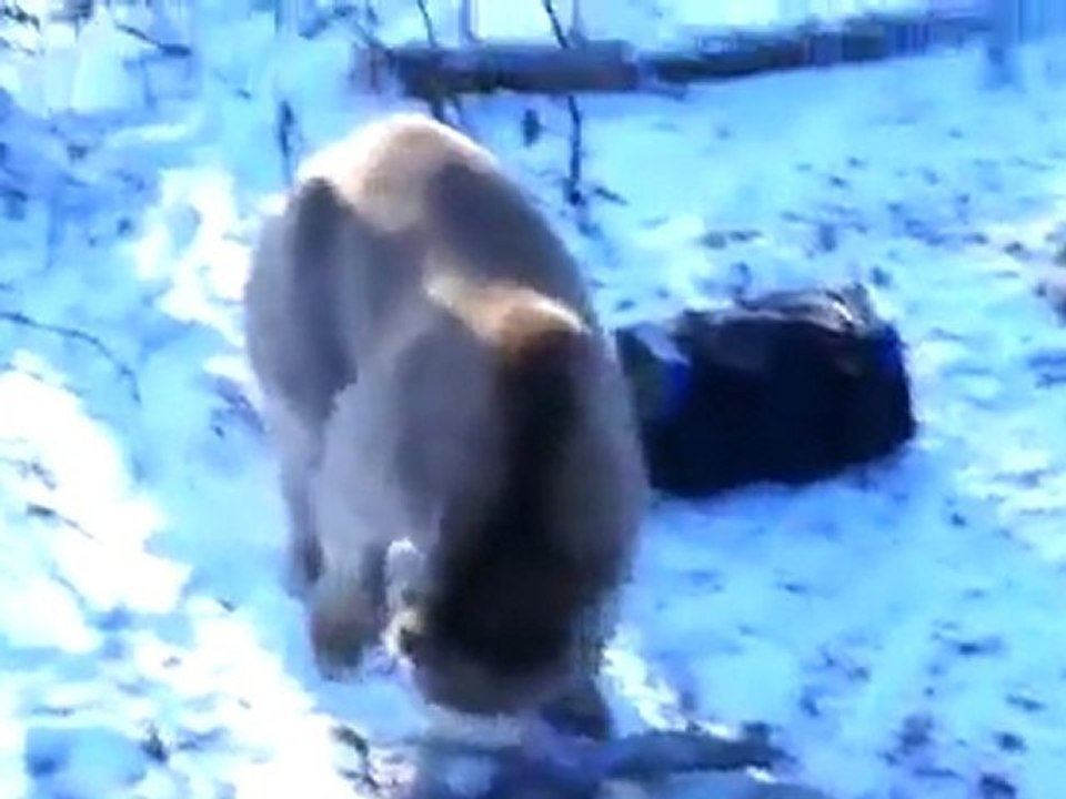 Un ours vraiment trop malin...