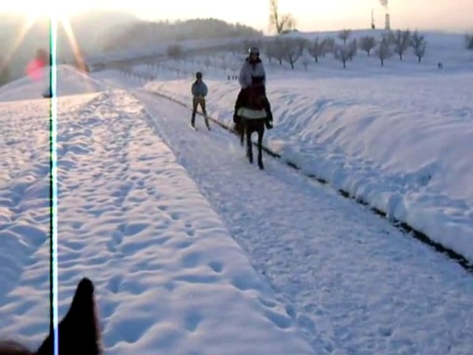 Skijöring with the little ponies