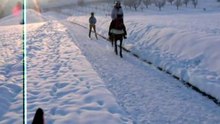 Skijöring with the little ponies