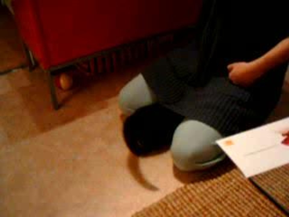 chico le chat
