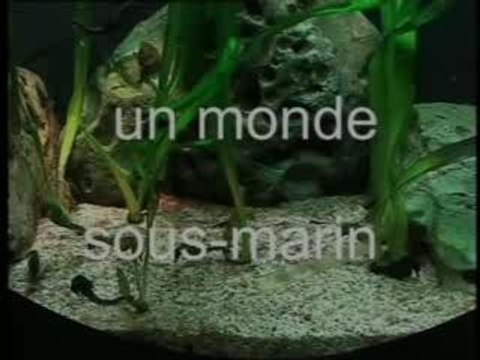 la danse des hippocampes