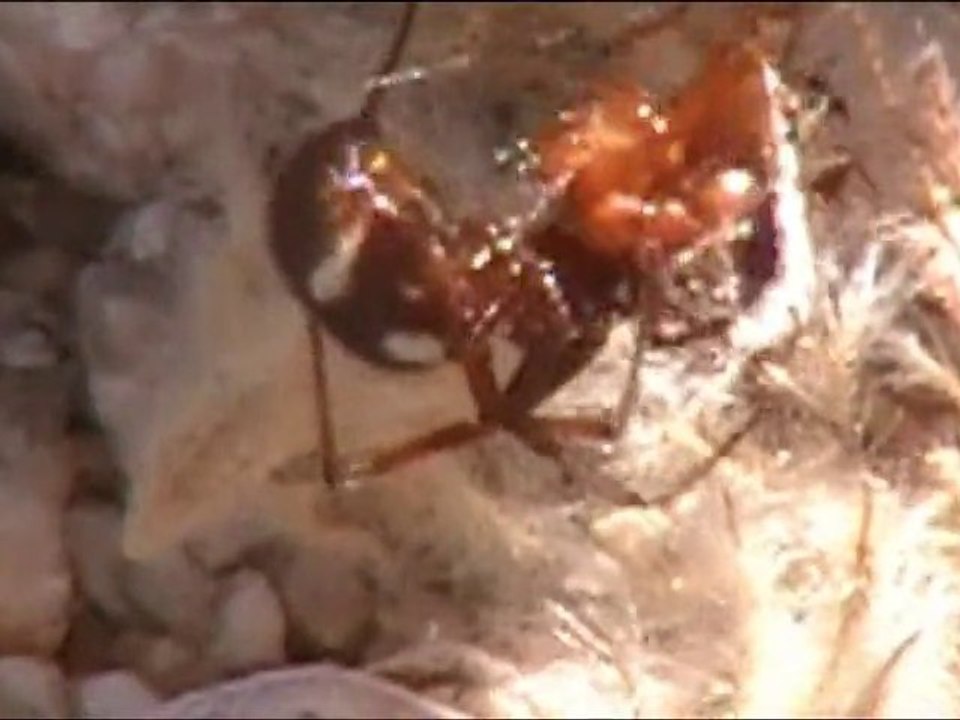 The Nature Explorers Mojave Desert Expedition Part 1 of 7