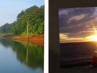 Depredadores de la fauna