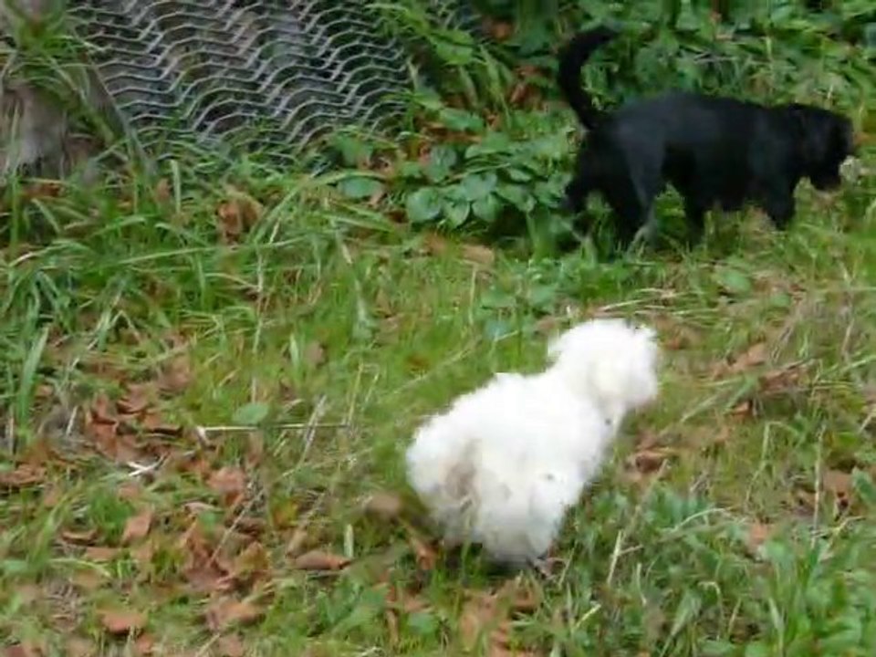 Flocon - Vidéo1
