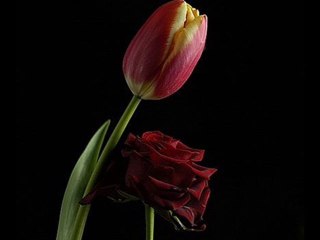 Garibim -Emel Taşçığolu