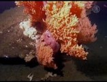 Scientists Warn Ocean Acidification Destroying  Corral