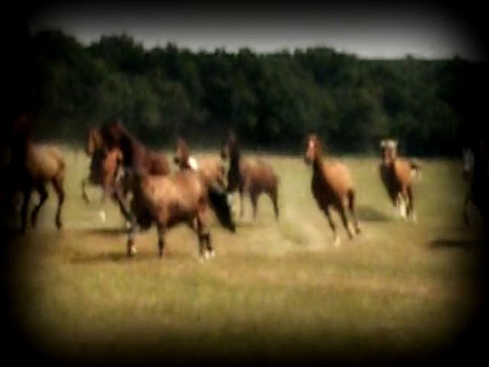 Le cheval