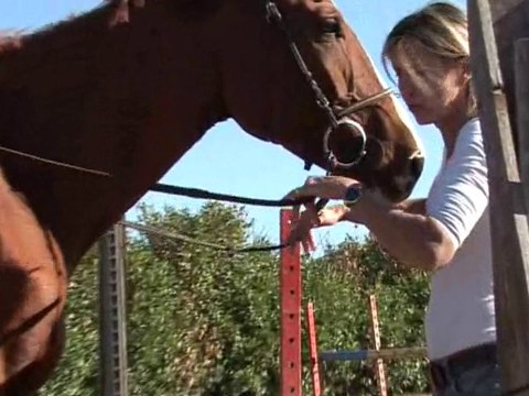 Rênes tendues ou rênes fluides ?