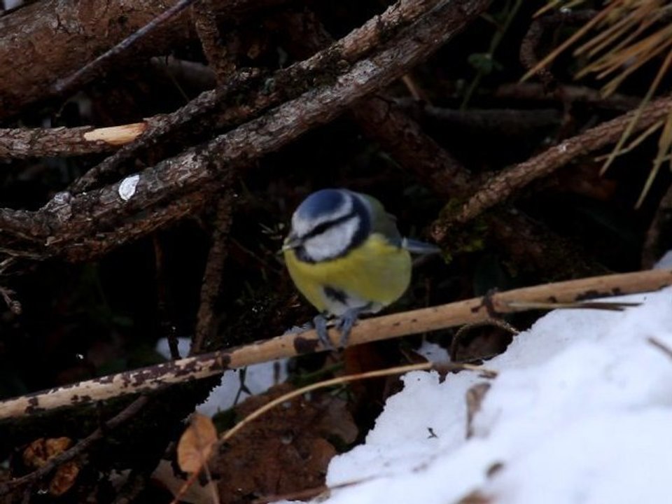 Mésange bleue décortiquant une graine de tournesol