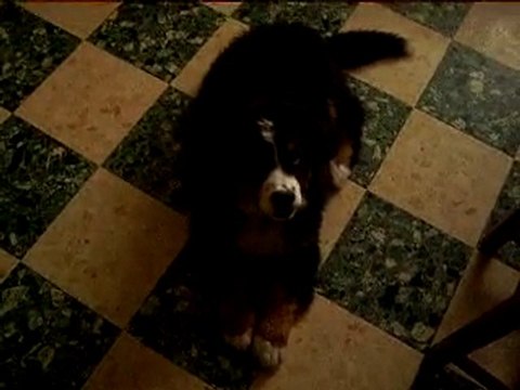 FABIO superbe bouvier bernois de 3 mois 1/2