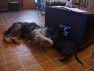 25.1.2010   Mes chiens 007
