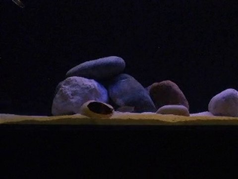 Tropheus Bemba Orange