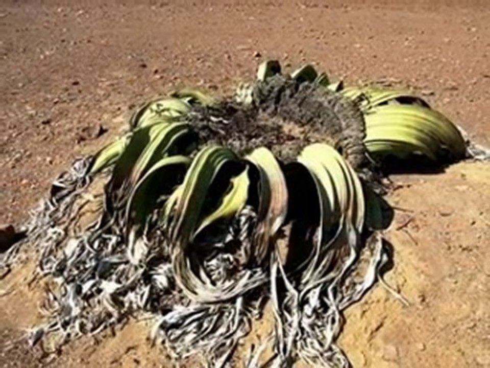 DESERTO DO NAMIBE