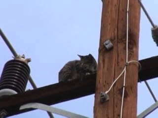 Un chat survit à un saut