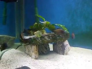 Tropheus Moorii İlangi