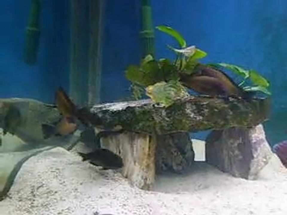 Tropheus Moorii İlangi