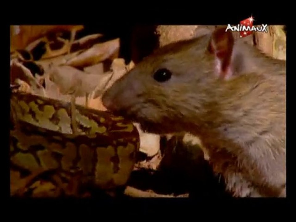 ANIMAUX(101220_0612)