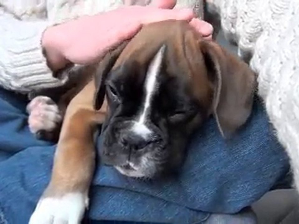 Chiot Boxer - Fiona - Moi, pot de colle ? -