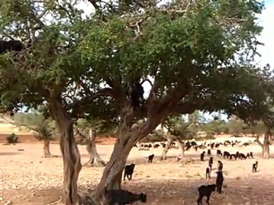 Cabras Insanas 1 - InsanidadeParcial.com.br