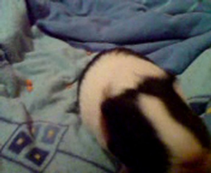 cochon d'inde intelligent