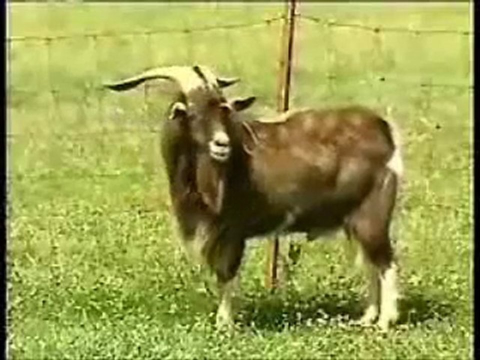 Cabras com Síncope - InsanidadeParcial.com.br