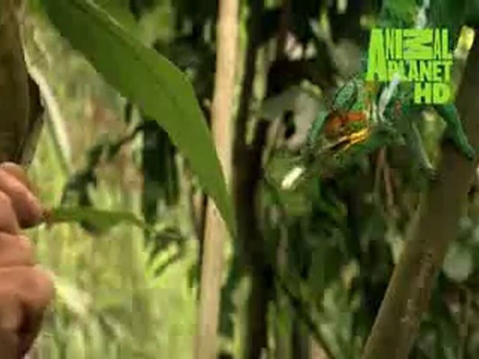 Promo Animal Planet HD