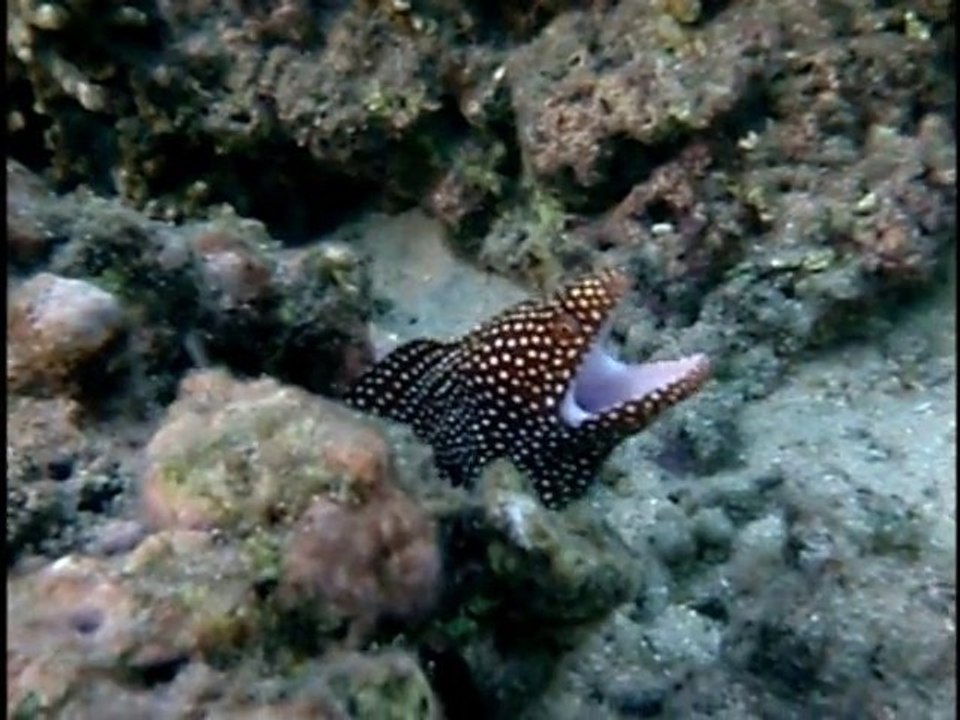 Poissons des lagons de La Réunion - Laurent Courier