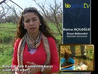 NOGALL Kök Kanserine karşı nasıl etki eder