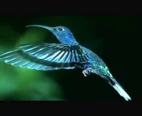 le nombre d_or  Le miracle Allah