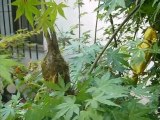 もみじの木に鳥のギ. Air layering on Momiji forest Bonsai from seed.