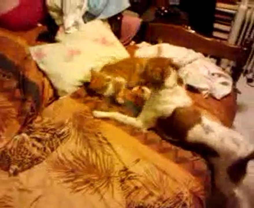 chien et chat joue
