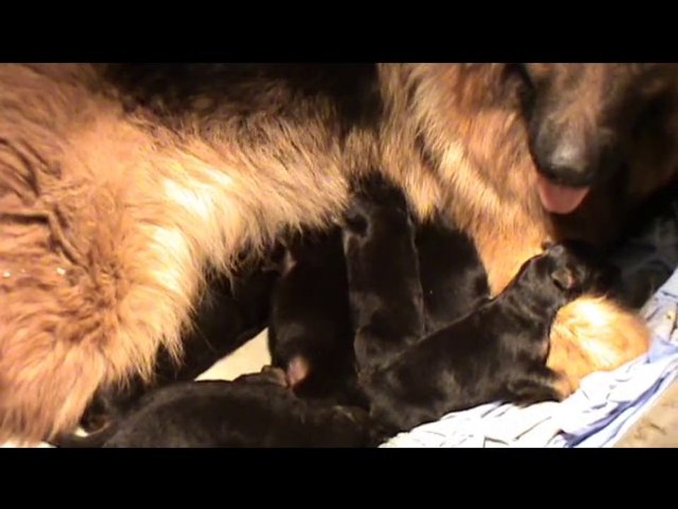 CHIOTS DEMIE