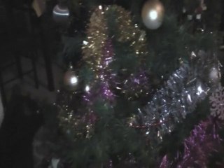 chats de Noel 2010