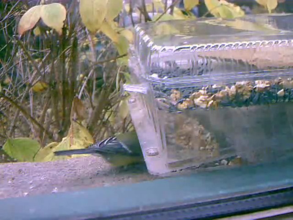 Oiseaux à une mangeoire recyclée