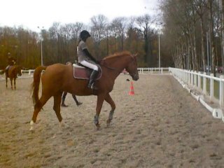 Premier cour d'équitation avec Phénix.