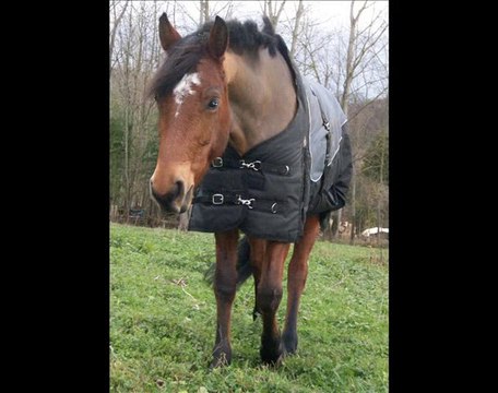 Mon amour, Ma jument, Mon coeur, L'unique au monde ...