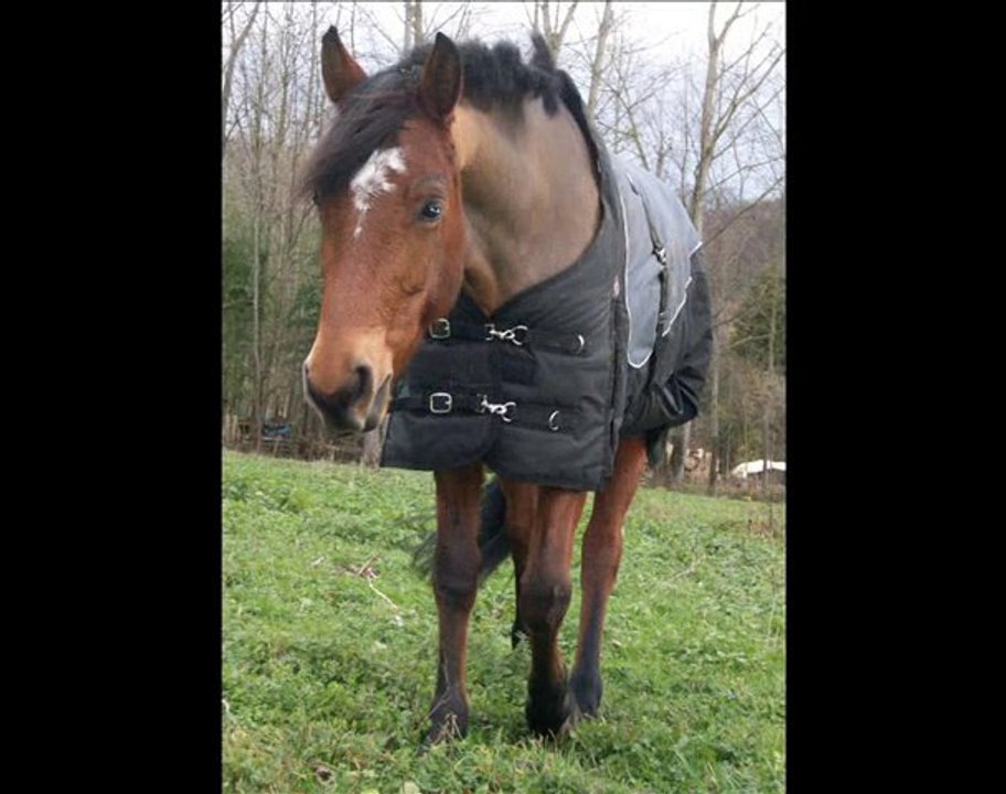 Mon amour, Ma jument, Mon coeur, L'unique au monde ...