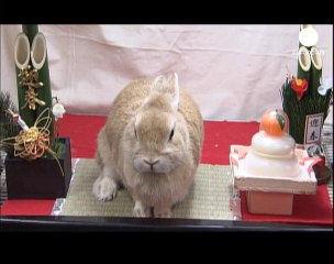 El año del Tigre llega a su fin... 2011 será el año...