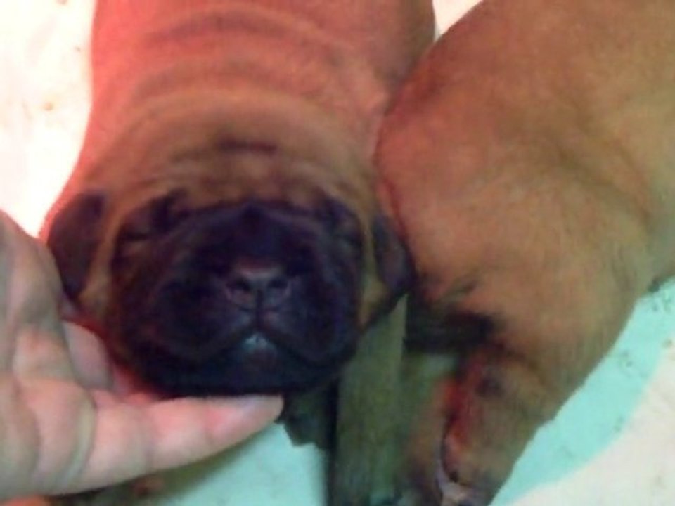 Les bébés de L'Exigence  ont 14 jours (1min 10)