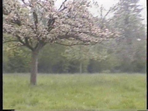 Normandie pommiers en fleurs et vaches normande