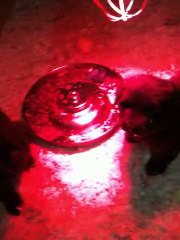 chiots dixie terre neuve marron de VALOYAN