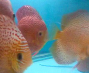 Discus Odam