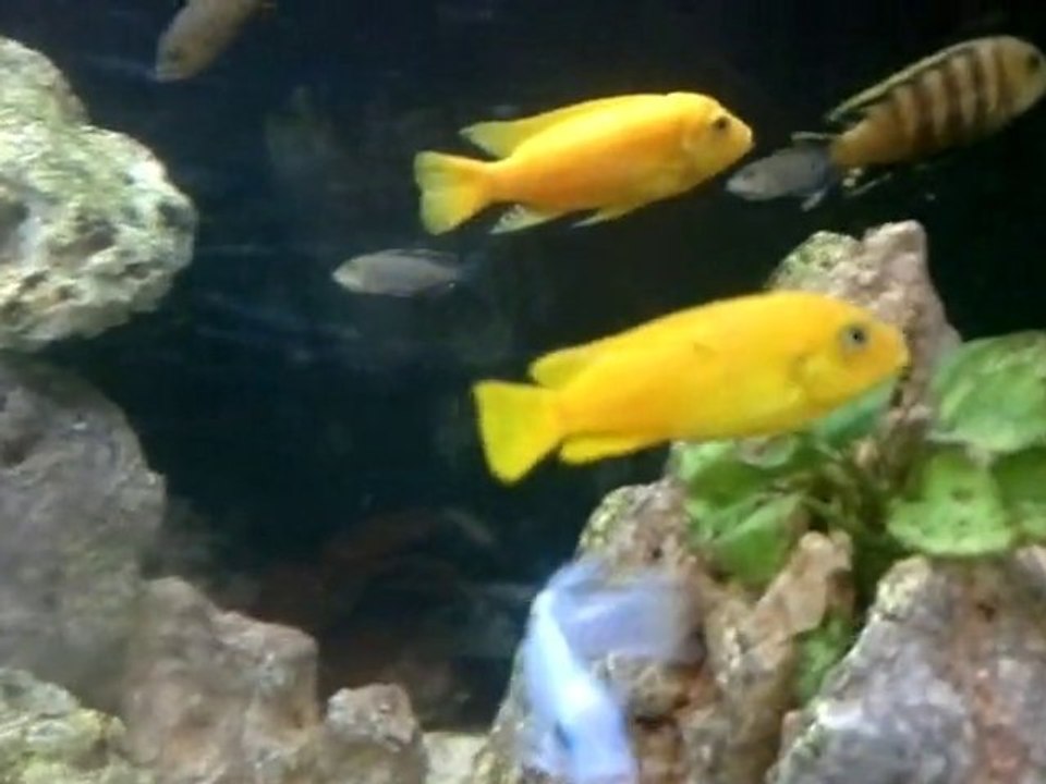 Maylandia zebra gold lion's cove ob sauvage