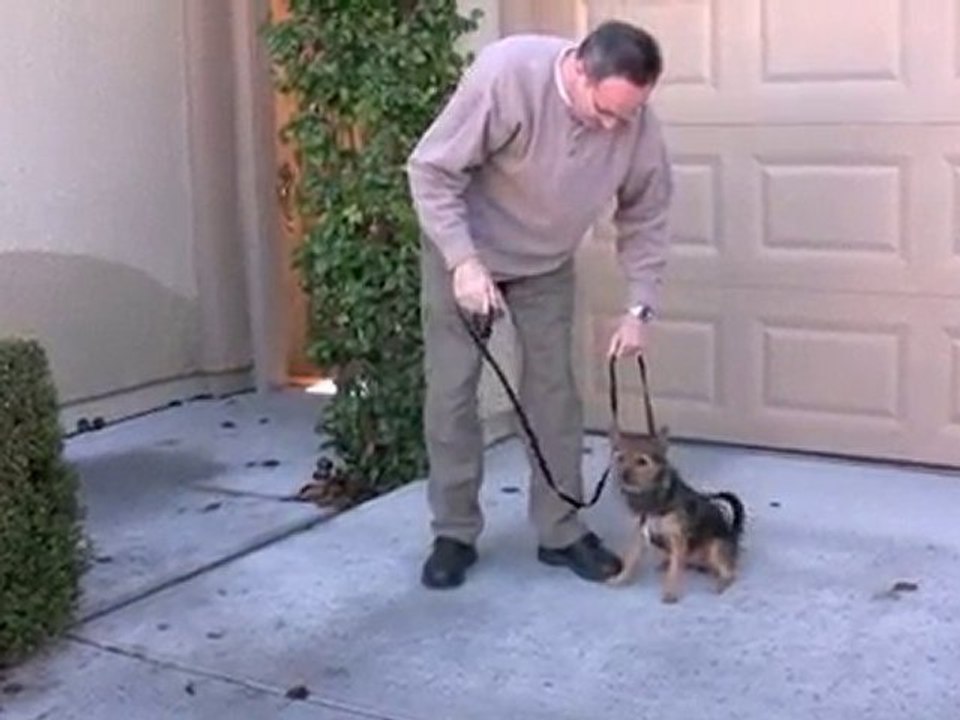 Correcting Dog Aggression