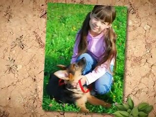German Shepherd Puppies