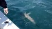 Shark Fishing off Naples and Marco Island Florida