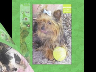 Yorkshire Terrier Bilgi Rehberi