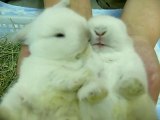 bébés lapins jumeaux plus mignons du monde [Cute Bunnies]