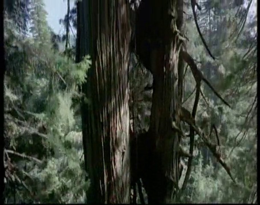 Les Séquoias - Planète terre - Les saisons en forêt