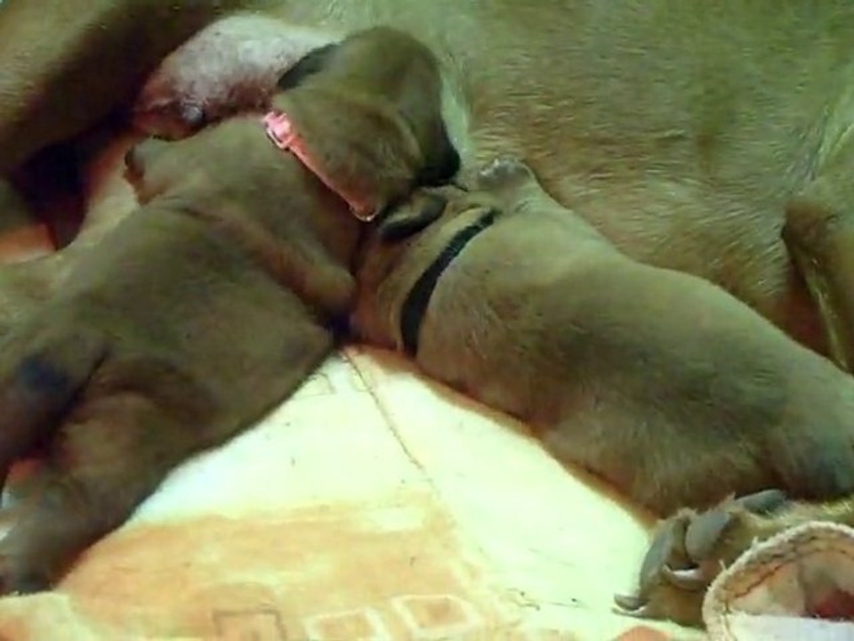 Les bébés de L'Exigence  ont 14 jours (6min 30)